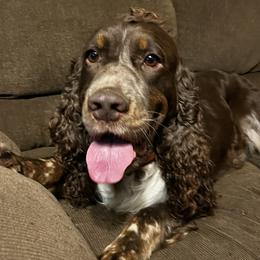 Mack - English Springer Spaniel
