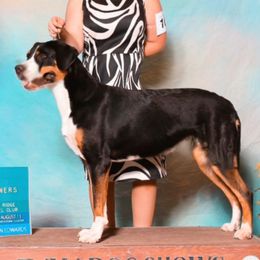 Kylie - Greater Swiss Mountain Dog