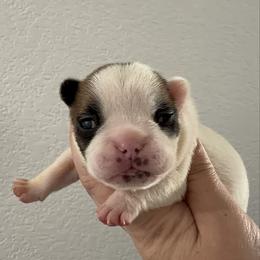 Girl 2 - Fawn female French Bulldog puppy in Galt, California from The three little frenchies