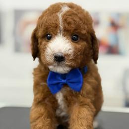 Ford- blue collar - Red  male Goldendoodle puppy in Yuciapa, California from AlltheDoodlez_
