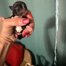 Yoshi - Black and white female Chihuahua puppy in Dime Box, Texas from Color Me Crazy Chihuahuas