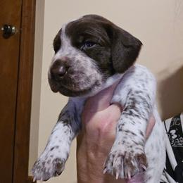 Red Boy - Liver and white male German Shorthaired Pointer puppy in Johnson City, Tennessee from ShatzFired Shorthairs