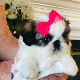 Video- Camille - Gold and white female Shih Tzu puppy in Manteca, California from Beauty's Shih Tzu (California)