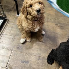 Saint Berdoodle Puppies from Highland Ridge Doodles