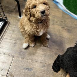 Saint Berdoodle Puppies from Highland Ridge Doodles