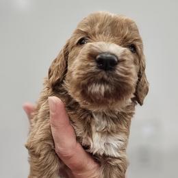 Sunny - Red and white male Cockapoo puppy in Mocksville, North Carolina from Hunting Creek Kennels & Farm