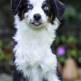 Falcon - Black tri male Toy Australian Shepherd puppy in Franklinville, North Carolina from Fine Hill Miniature Americans