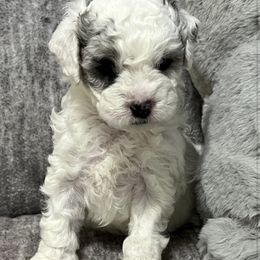 Bernedoodle Puppies from Bella‘s Mini Bernadoodles