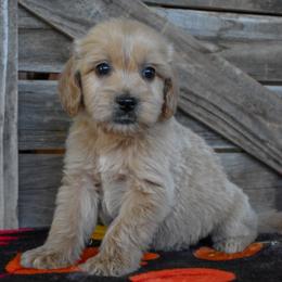 Male 5 of 6 - Apricot male Goldendoodle puppy in Macedon, New York from Toodles Goldendoodles