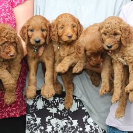 Goldendoodle Puppies from Lovable Goldendoodles