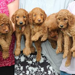 Goldendoodle Puppies from Lovable Goldendoodles