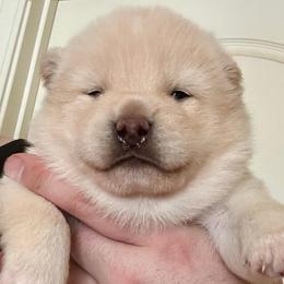 Boy 1 - Cream male Shiba Inu puppy in Atlanta, Georgia from Halo Siberians & Shiba Inu