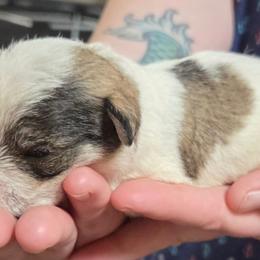 Ravioli - Parti male Miniature Schnauzer puppy in Allison, Iowa from Firefly Stables