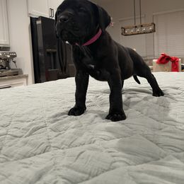 Hot pink - Perro de Presa Canario puppy from Space City Presas