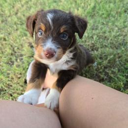 Bonnie - Red tri female Toy Australian Shepherd puppy in Forney, Texas from Texas Talent Toy Aussie's and Labs