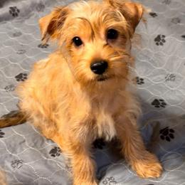 Golden boy - Chocolate and tan male Yorkshire Terrier puppy in Machesney Park, Illinois from Three Yorkie Family