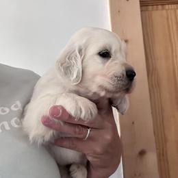 Light Purple - Light golden female Golden Retriever puppy in Wyoming from Great Basin BMD