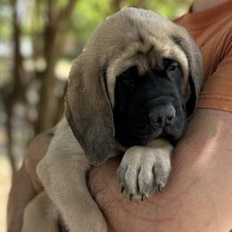 Girl 3 - Fawn female Mastiff puppy in Laredo, Texas from Huereca Mastiff