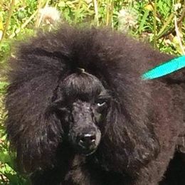 Chinese Cresteds and Poodles from Cosmic Chinese Cresteds & Wind-Echo Poodles