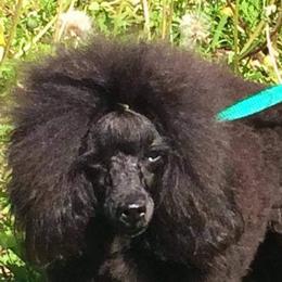 Chinese Cresteds and Poodles from Cosmic Chinese Cresteds & Wind-Echo Poodles