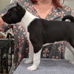 Girl 2 - Maererano's Iridescent Moonstone - Black and white female Basenji puppy in Lehi, Utah from Maererano Basenjis