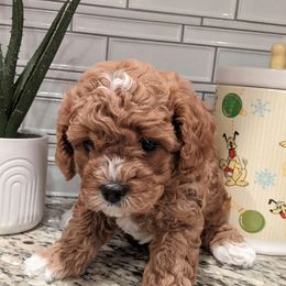 Kevin - Red male Cavapoo puppy in Caldwell, Idaho from Terrace Cav's