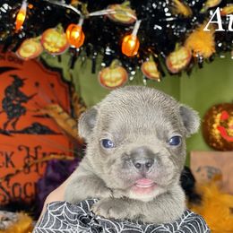 French Bulldog Puppies from Fabled Frenchies