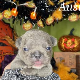 French Bulldog Puppies from Fabled Frenchies