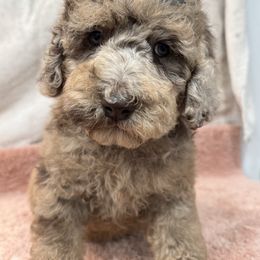 Edith - Merle female Goldendoodle puppy in Afton, Oklahoma from C5 Doodles