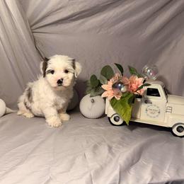 Monte - Parti male Yorkshire Terrier puppy in Taunton, Massachusetts from Tails of Joy MA