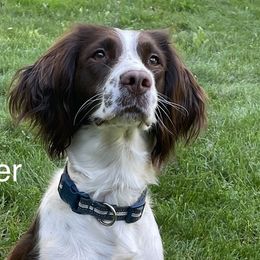 Harper - English Springer Spaniel