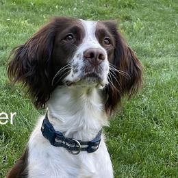 Harper - English Springer Spaniel