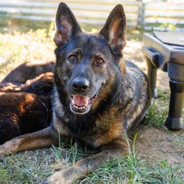 German Shepherd Puppies from Zwinger Vom Rabenauge