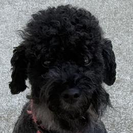 Brody - Schnoodle