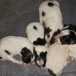 Assorted Doodle Crosses, Companion Crosses, Mi-Kis, Papillons, and Poodles from Oldfield Outdoors