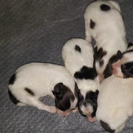 Assorted Doodle Crosses, Companion Crosses, Mi-Kis, Papillons, and Poodles from Oldfield Outdoors