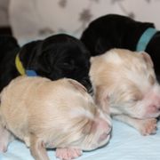 Barbado da Terceira Puppies from Azorean Heritage Barbados