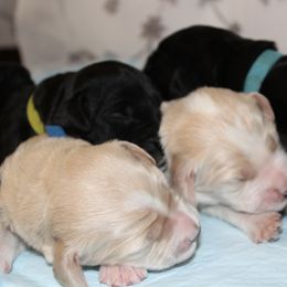Barbado da Terceira Puppies from Azorean Heritage Barbados