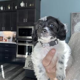 Aspen (Parti Female) - Black and white female Companion Cross puppy in Waldron, Arkansas from Kay’s Cutie Poos