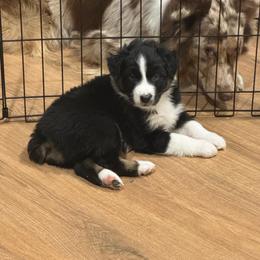 Ash - Black tri-color female Australian Shepherd puppy in La Porte City, Iowa from KDL Homestead
