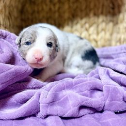 Izze - Blue merle female Border Collie puppy in Owenton, Kentucky from Three16 Ranch