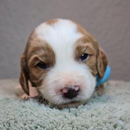 Apollo - Blenheim male Cavapoo puppy in Roseville, California from Heavenly Goldendoodles