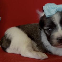 Tessa - AKC - Chocolate sable female Havanese puppy in Verden, Oklahoma from Holcombs Puppy Ranch