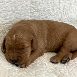 Boy 1 - Dark golden male Golden Retriever puppy in Centerburg, Ohio from Future Hope Goldens