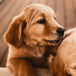 Golden Retrievers from Evergreen Retrievers