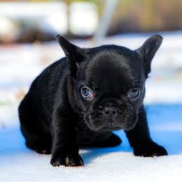 Roux - Black female French Bulldog puppy in Star City, Arkansas from T4 Farms