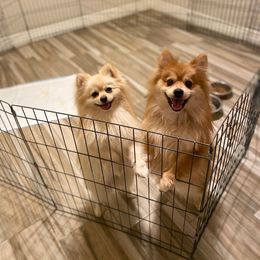 Rosita - Pomeranian