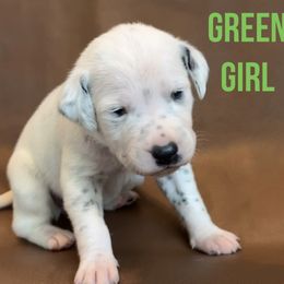 Dalmatian Puppies from Macey’s pups