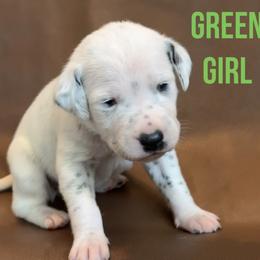 Dalmatian Puppies from Macey’s pups