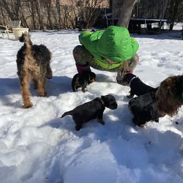 Welsh Terrier Puppies from Snow Dragon Welsh Terriers